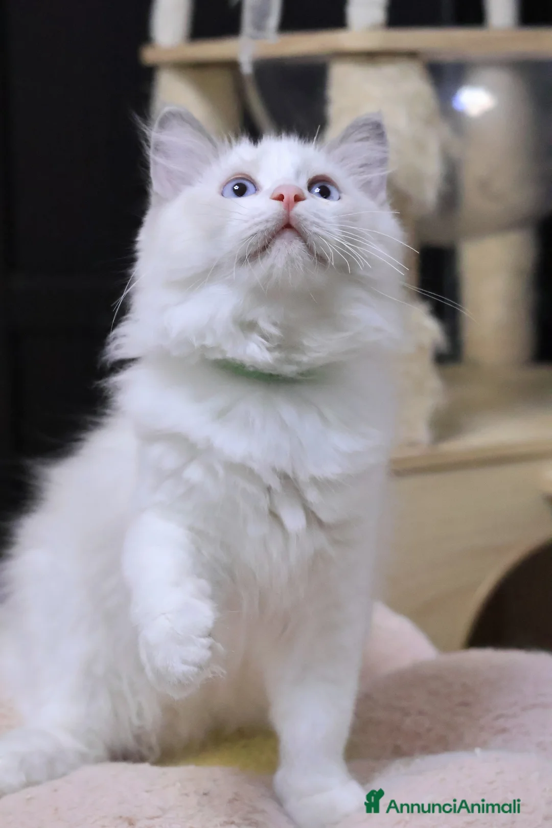 Ragdoll gatti in vendita: Cuccioli ragdoll - Annuncio 3