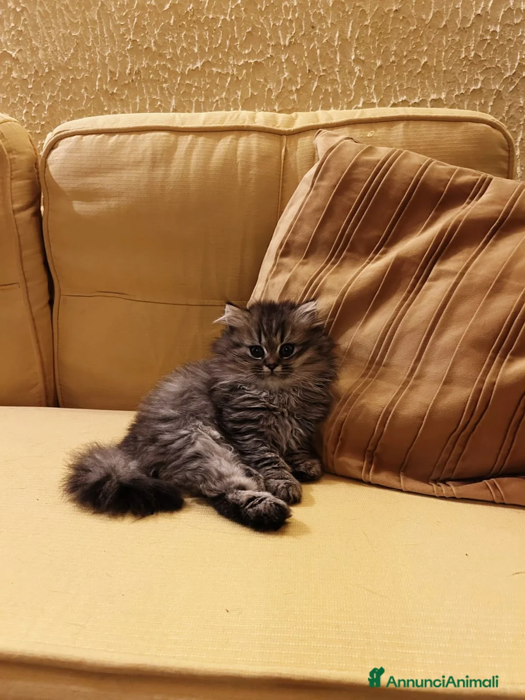 British gatti in vendita: Cuccioli British Longhair - Annuncio 2