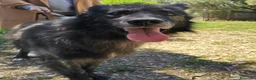 Meticcio cani in regalo: Markus bellissimo mix pastore belga a Città metropolitana di Milano - Annuncio 5