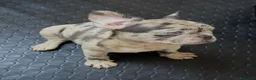 Bulldog Francese cani in vendita: Bulldog Francese  a Provincia di Caserta - Annuncio 1