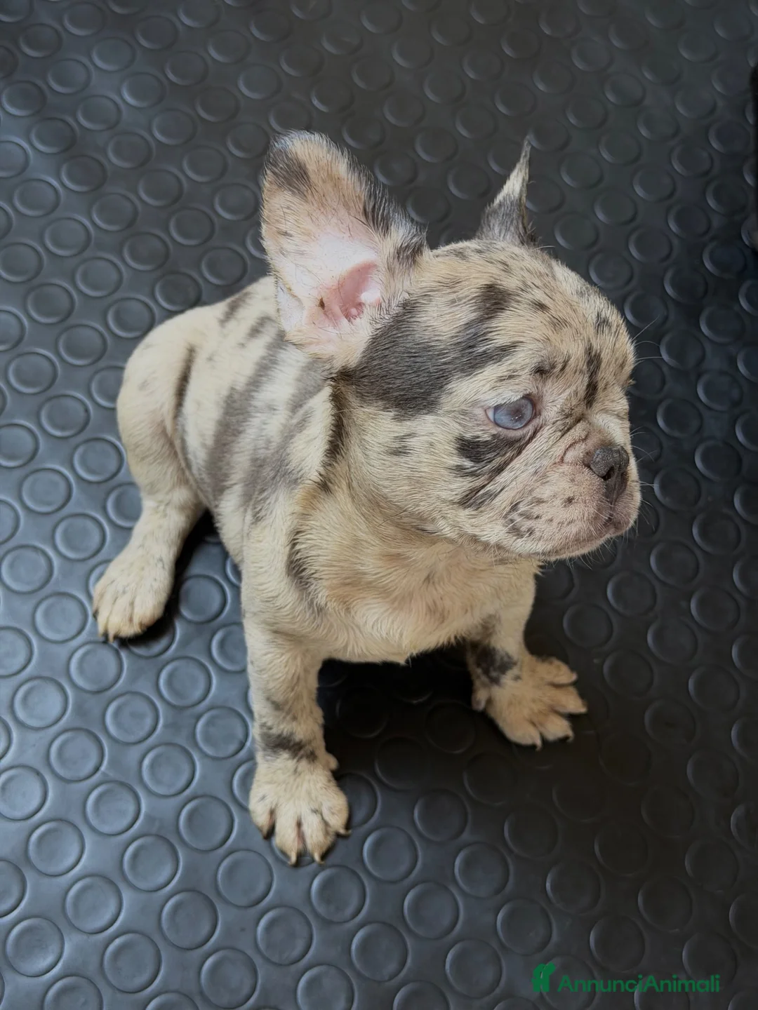 Bulldog Francese cani in vendita: Bulldog Francese  a Provincia di Caserta - Annuncio 1