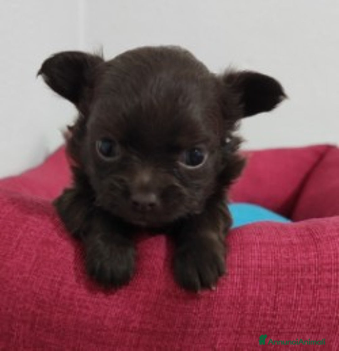 Chihuahua cani in vendita: Cuccioli di chihuahua a pelo lungo - Immagine 10
