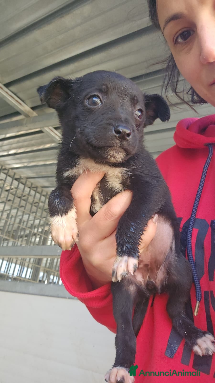 Meticcio cani Corsica: 2 mesi taglia contenuta  - Annuncio 24