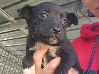 Meticcio cani Corsica: 2 mesi taglia contenuta - Annuncio 24