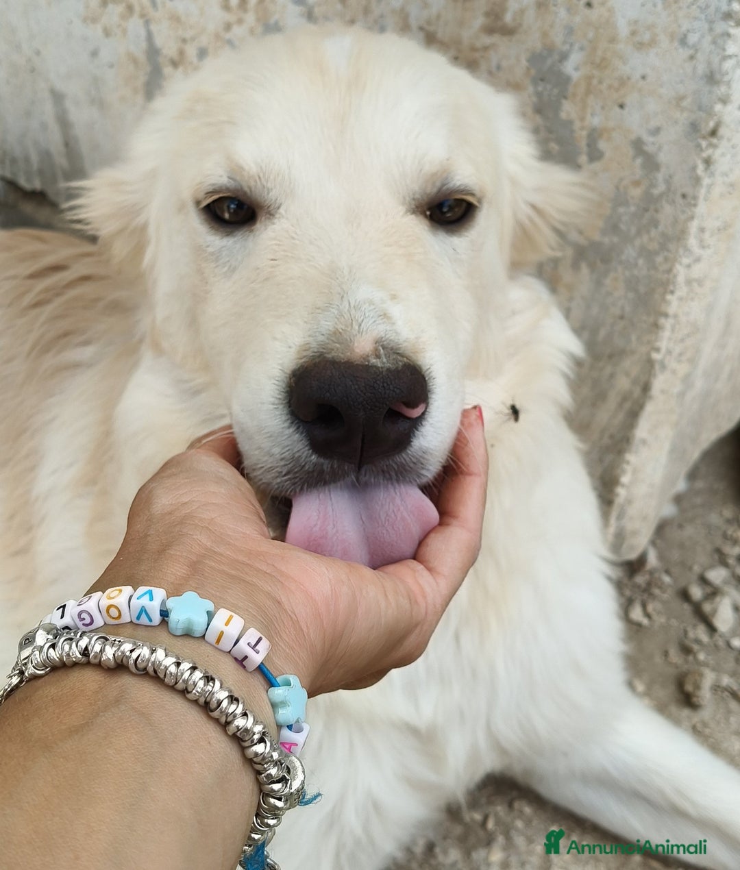 Meticcio cani in regalo: IL DOLCISSIMO AIKO - Annuncio 3