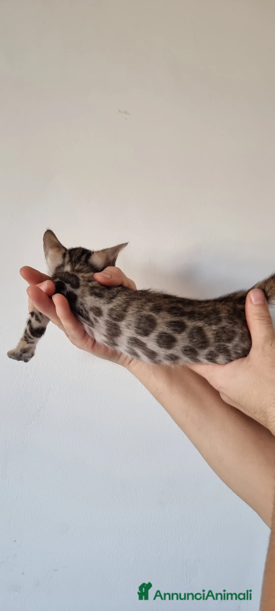 Bengala gatti in vendita: Gattini Bengala con Pedigree  - Annuncio 4