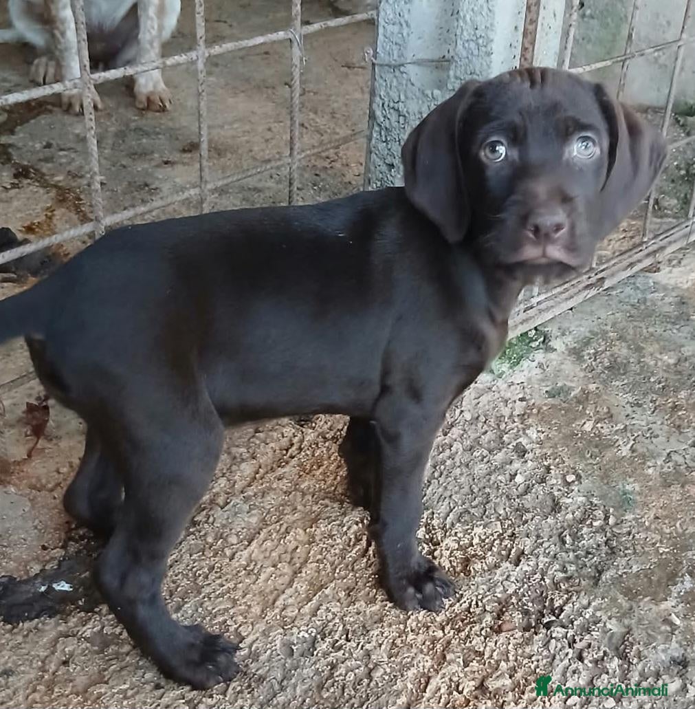 Meticcio cani in vendita: Dcuccioli di drathar e setter - Annuncio 1