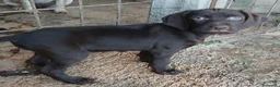 Meticcio cani in vendita: Dcuccioli di drathar e setter - Annuncio 1