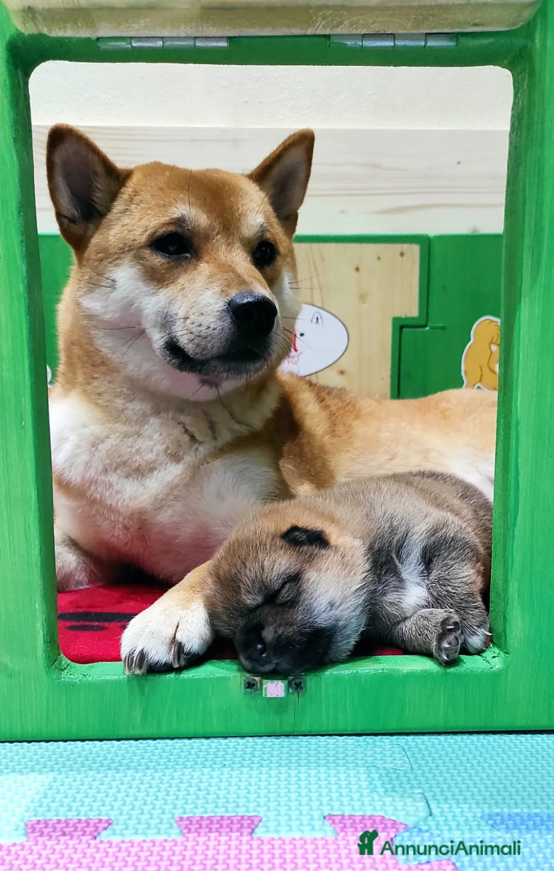 Shiba Inu cani in vendita: Cuccioli di Shiba Inu a Provincia di Pavia - Annuncio 5