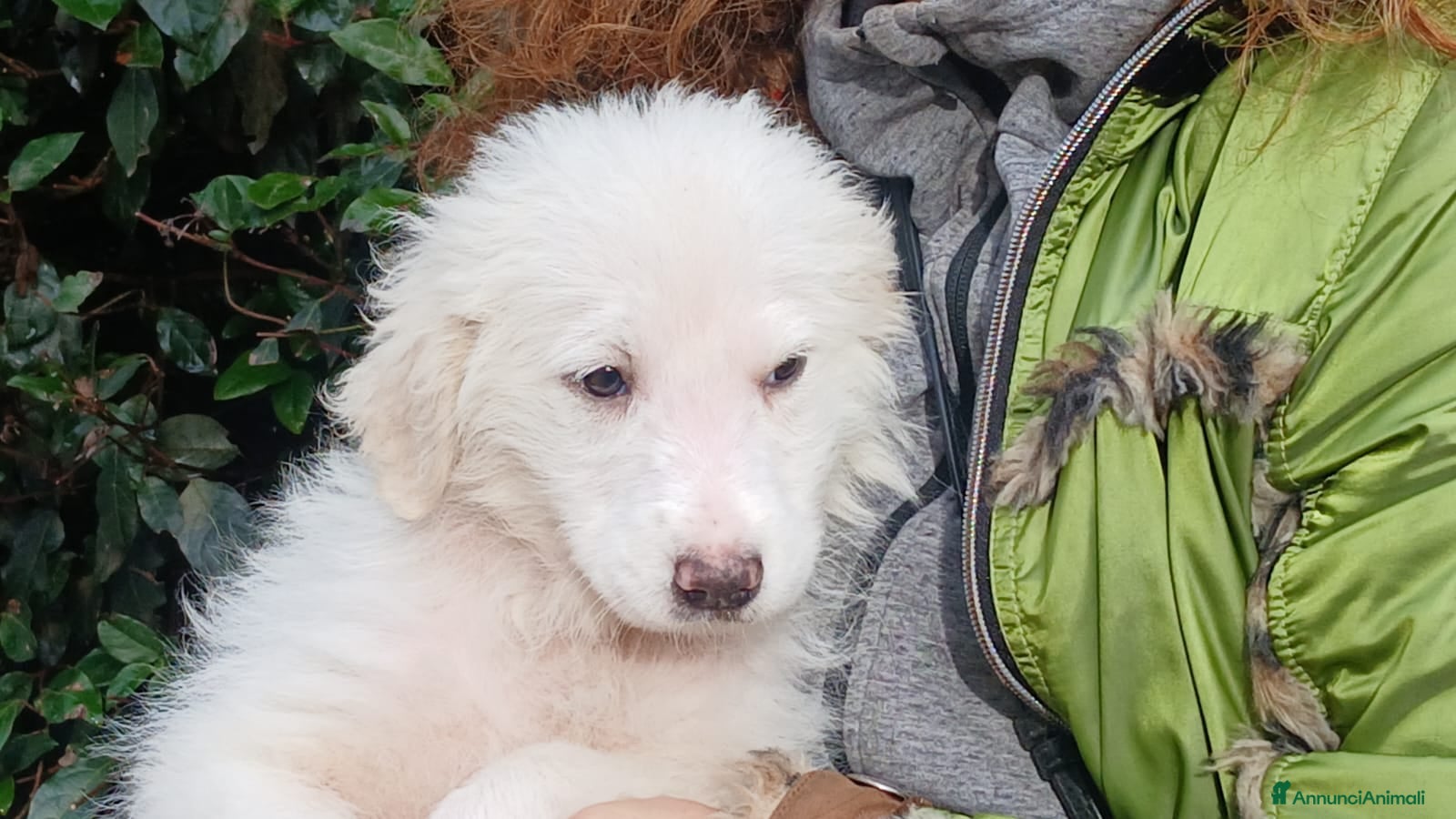 Meticcio cani GINGER HA BISOGNO DI UNA CASA E TANTO AMORE - Annuncio 1