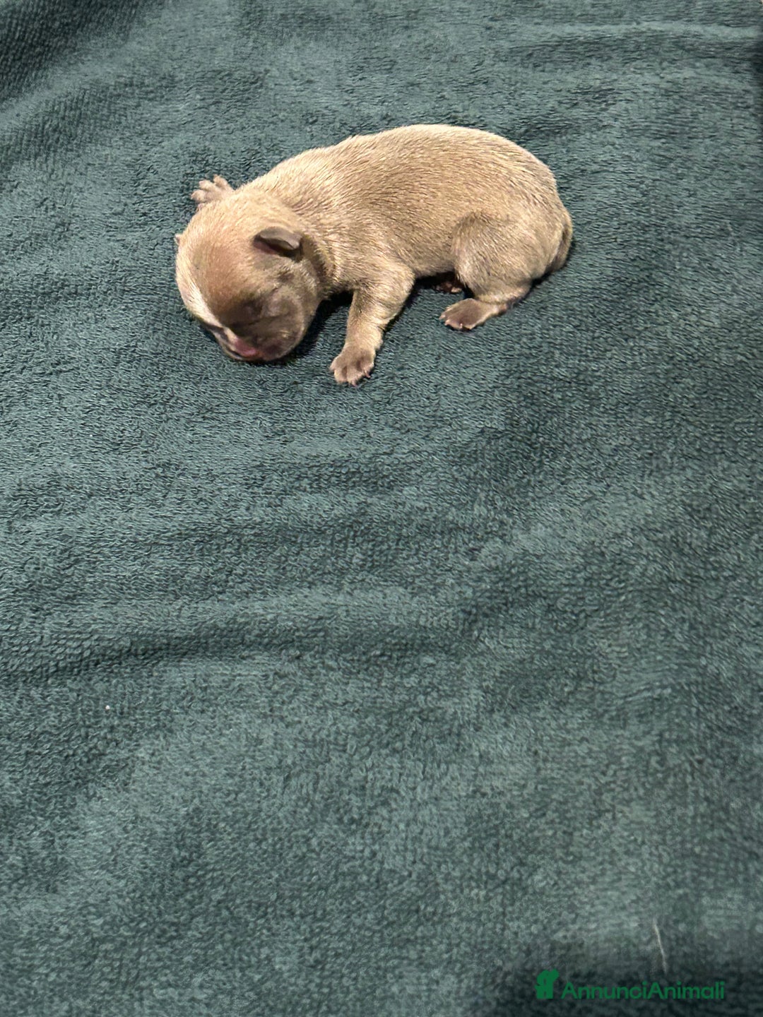 Bulldog Francese cani in vendita: Tre cuccioli bulldog maschi - Annuncio 5