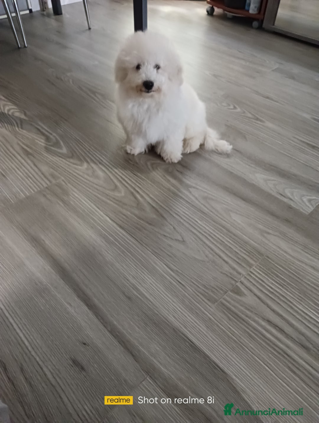 Meticcio cani in vendita: Maltipoo barboncino maschio  - Annuncio 4