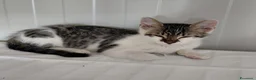 Meticcio gatti in regalo: Gattini cercano casa disperatamente - Annuncio 3