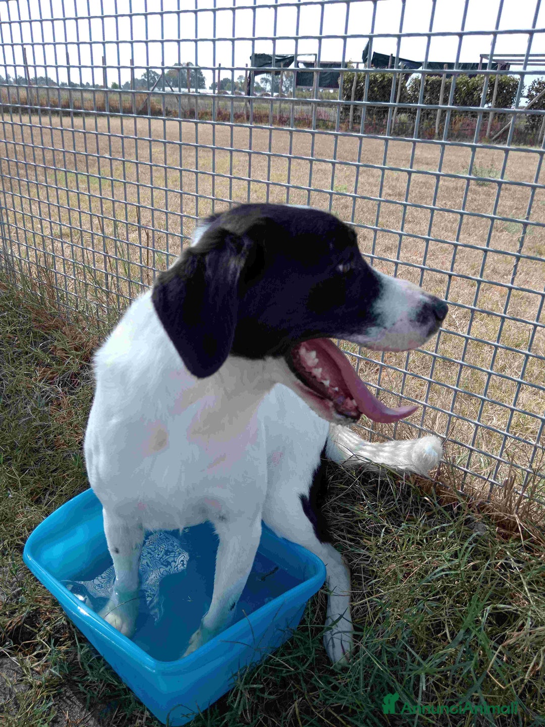 Meticcio cani in regalo: Antony, simil beagle - in adozione a Provincia di Latina - Annuncio 8