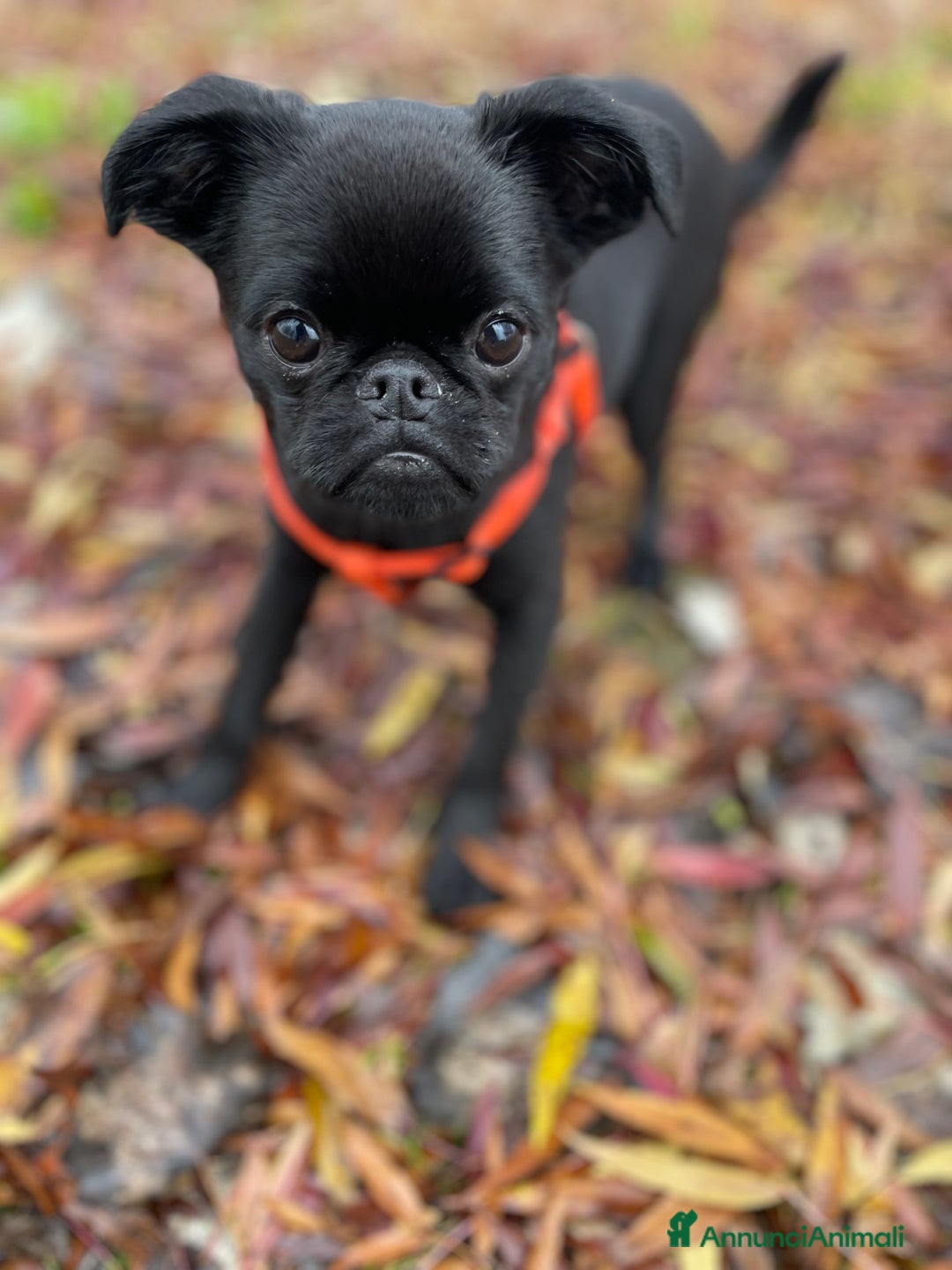 Griffon Vendeen cani in vendita: Cucciola di Piccolo Brabantino  - Annuncio 2