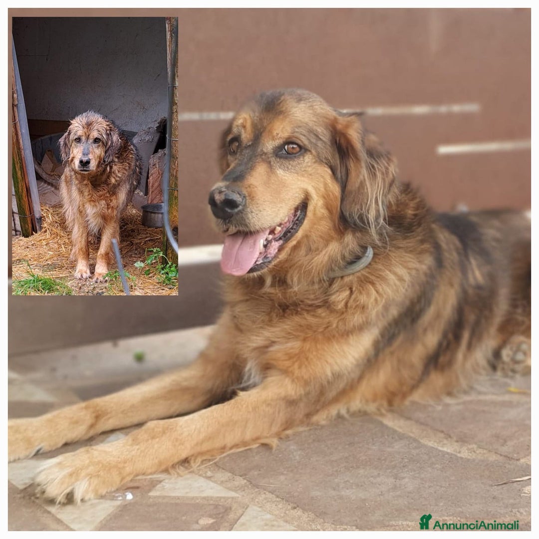 Meticcio cani in regalo: FIDEL un ragazzone che merita una casa sua a Pomezia - Annuncio 1