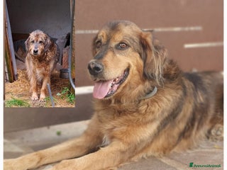 Meticcio cani FIDEL un ragazzone che merita una casa sua a Pomezia - Annuncio 38