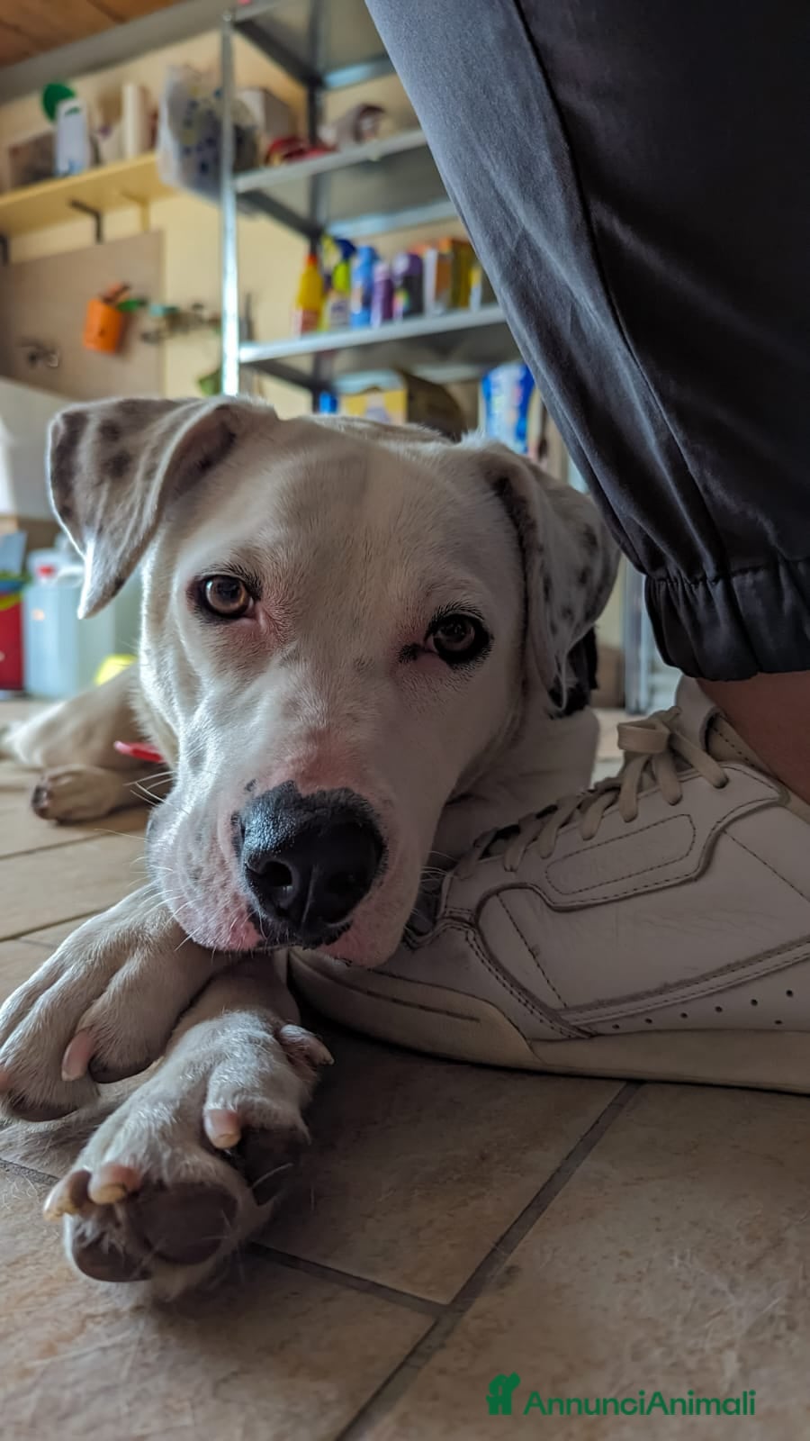 Meticcio cani PIMPA  a Provincia di Padova - Annuncio 1