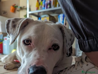 Meticcio cani PIMPA a Provincia di Padova - Annuncio 1