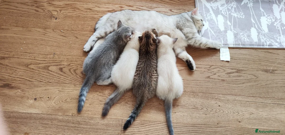 Immagine della galleria {{count}}