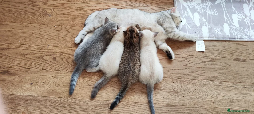 Immagine della galleria {{count}}