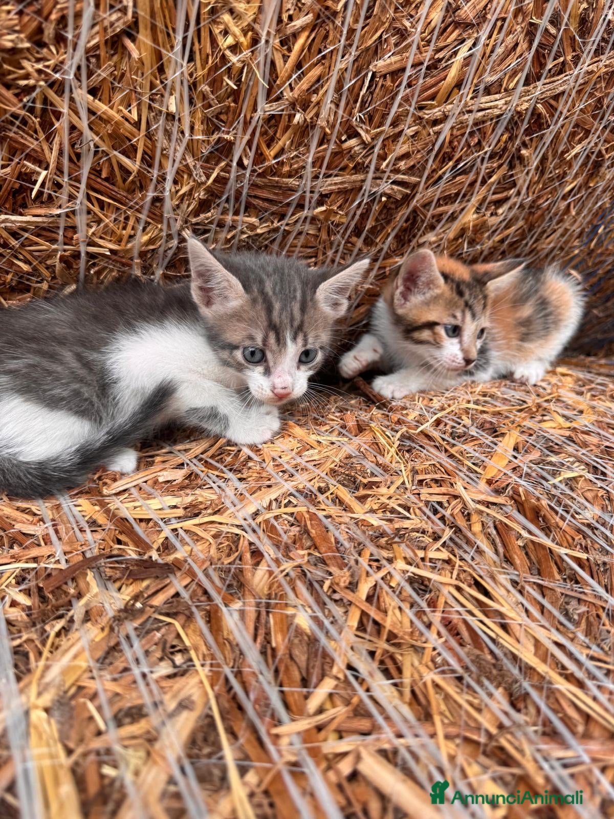 Meticcio gatti Regalo 3 gattine zono Sciacca / Ribera - Annuncio 1