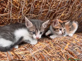 Meticcio gatti Regalo 3 gattine zono Sciacca / Ribera - Annuncio 1