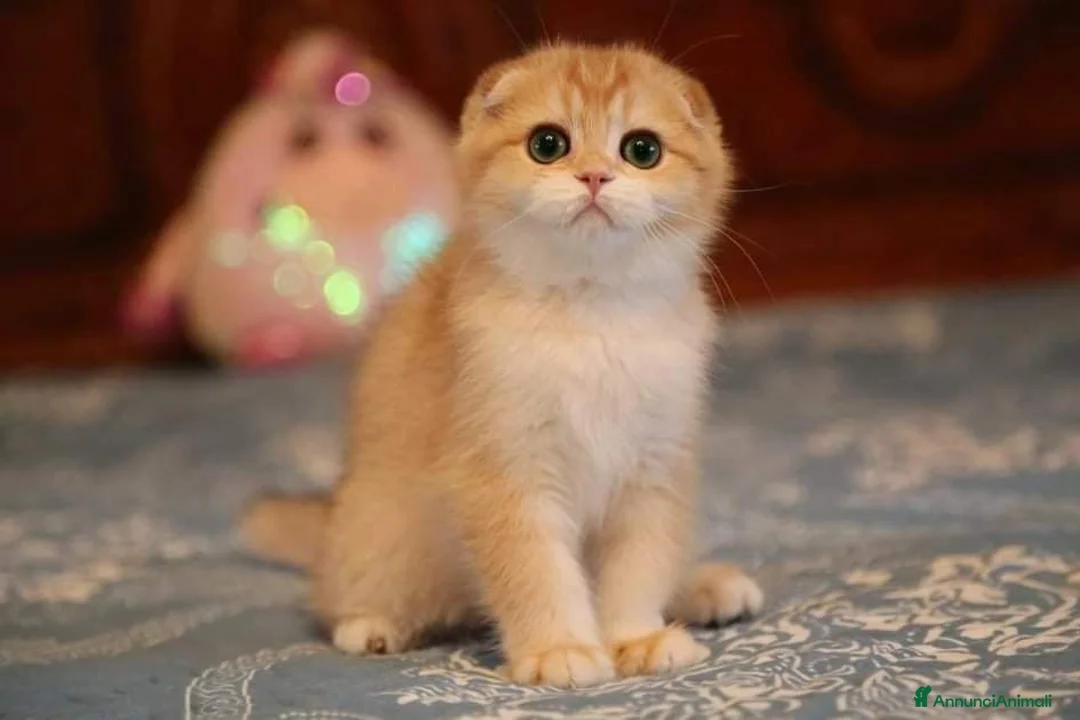 Immagine della galleria {{count}}