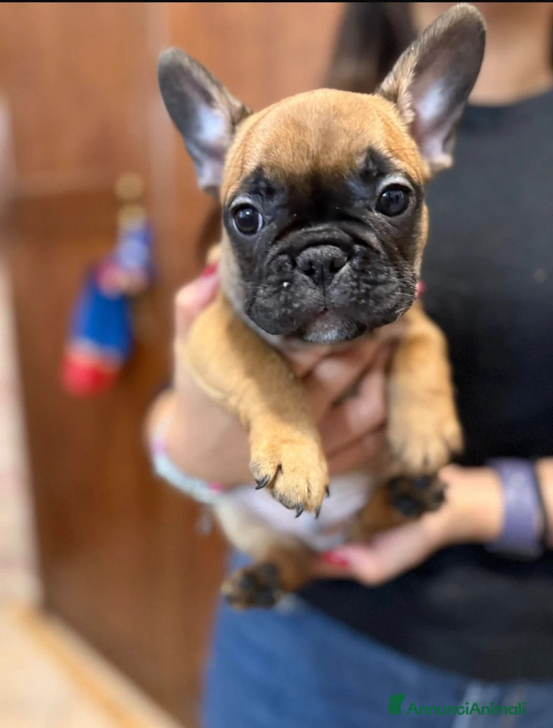 Bulldog Francese cani in vendita: Ultimi due cuccioli disponibili  - Annuncio 5