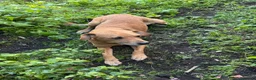 Meticcio cani in regalo: Regalo meticcio  a Città metropolitana di Catania - Annuncio 5