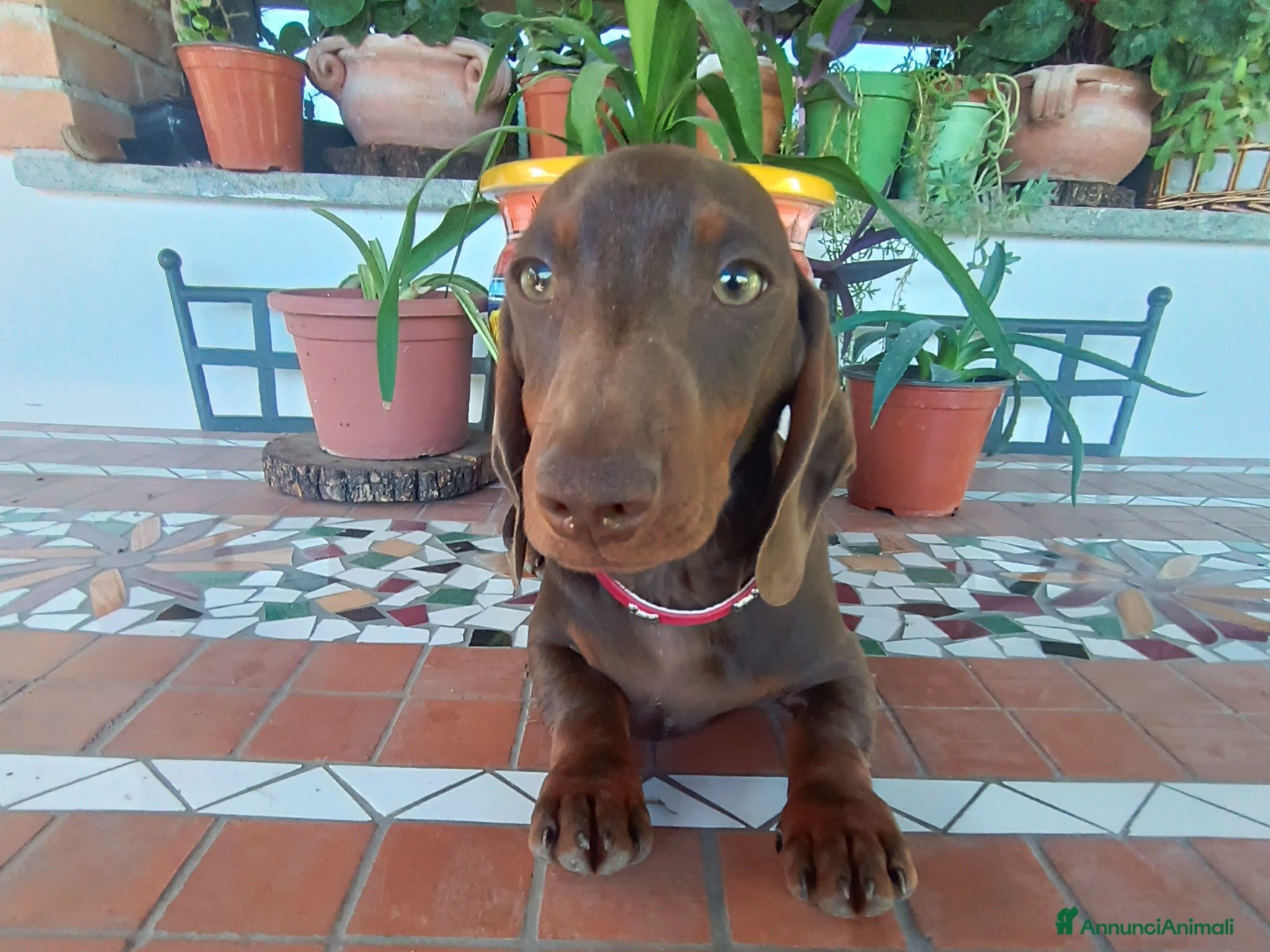 Bassotto cani Bassotto  disponibile Pedigree. - Annuncio 1