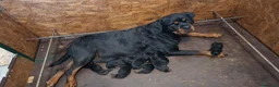 Rottweiler cani in vendita: Cucciolo rottweiler con pedigree  - Annuncio 8