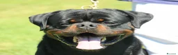 Rottweiler cani in vendita: Cuccioli di Rottwelier taglia grande  - Annuncio 2