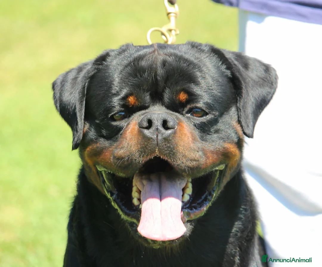 Rottweiler cani in vendita: Cuccioli di Rottwelier taglia grande  - Annuncio 2
