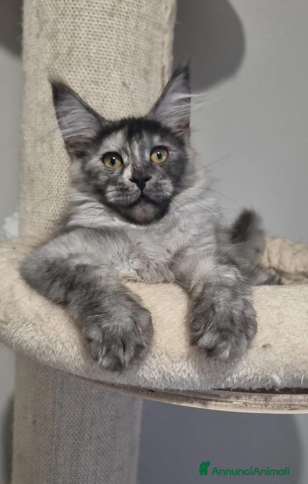 Maine Coon gatti in vendita: Cuccioli di Maine Coon  - Annuncio 1