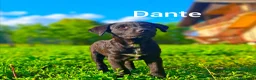 Meticcio cani in regalo: 8 CUCCIOLI CERCANO AMORE! Tg media, dolcissimi! - Annuncio 11