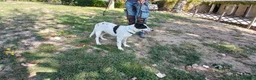 Meticcio cani in regalo: BELINDA E' RIMASTA SOLA, HA BISOGNO DI TE - Annuncio 3