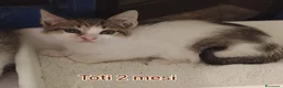Meticcio gatti in regalo: GATTINI ABBANDONATI: URGENTE  a Città Metropolitana di Torino - Annuncio 12