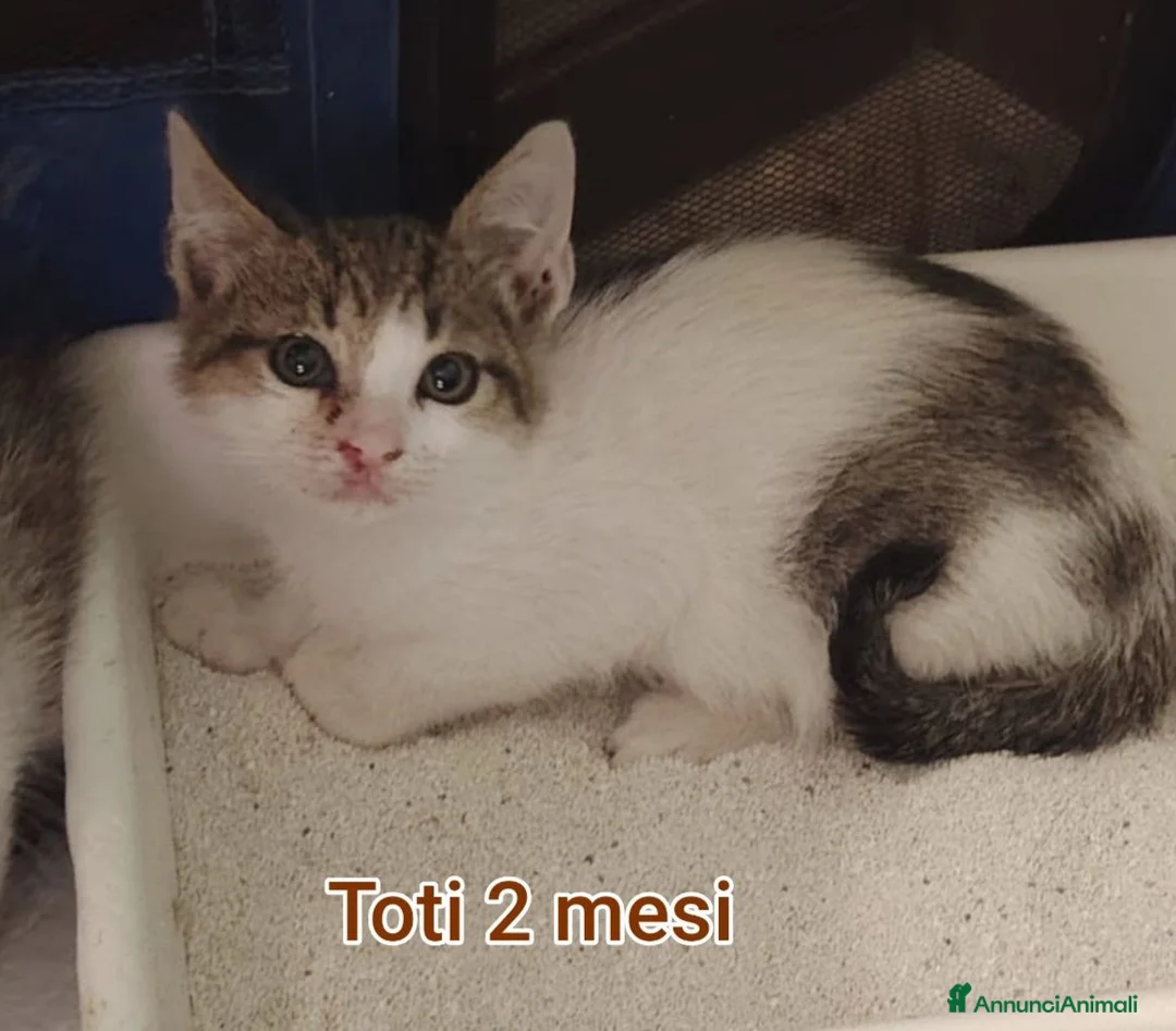 Meticcio gatti in regalo: GATTINI ABBANDONATI: URGENTE  a Città Metropolitana di Torino - Annuncio 12