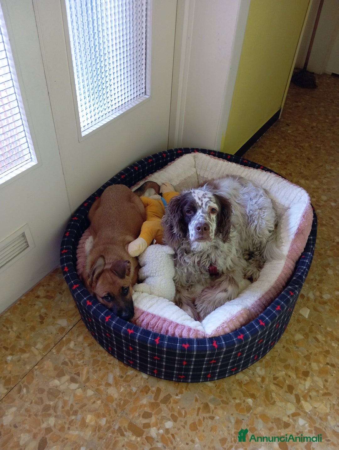 Meticcio cani in regalo: Mi chiamo Kira  - Annuncio 3