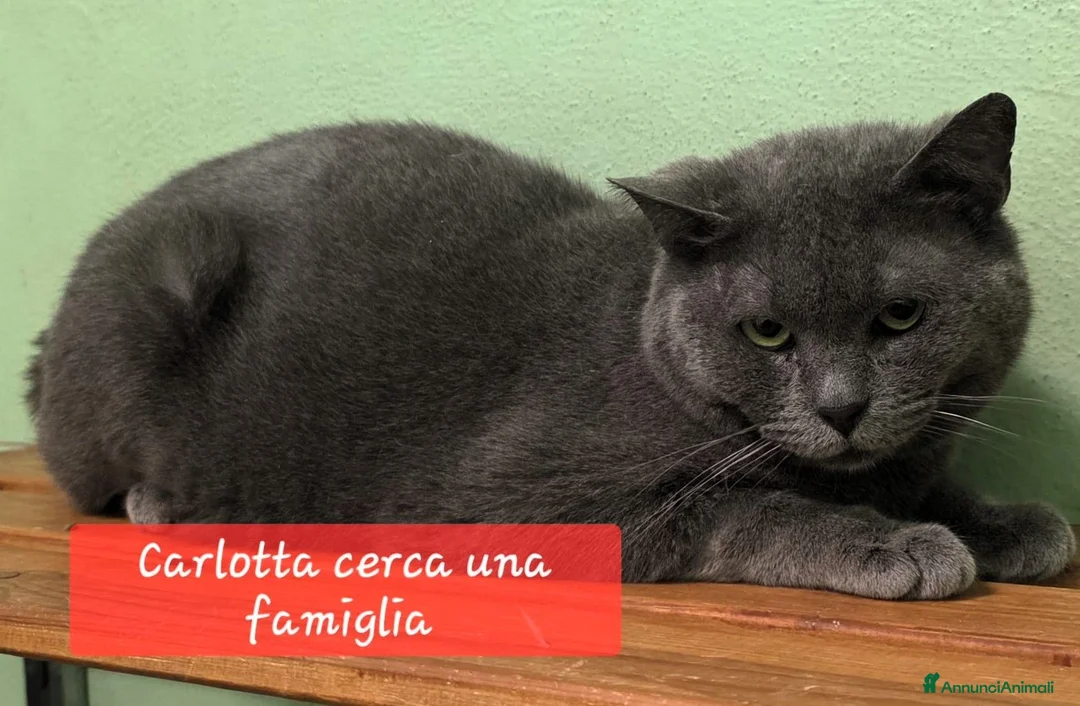 Europeo gatti in regalo: CARLOTTA GATTINA CERTOSINA - Annuncio 1