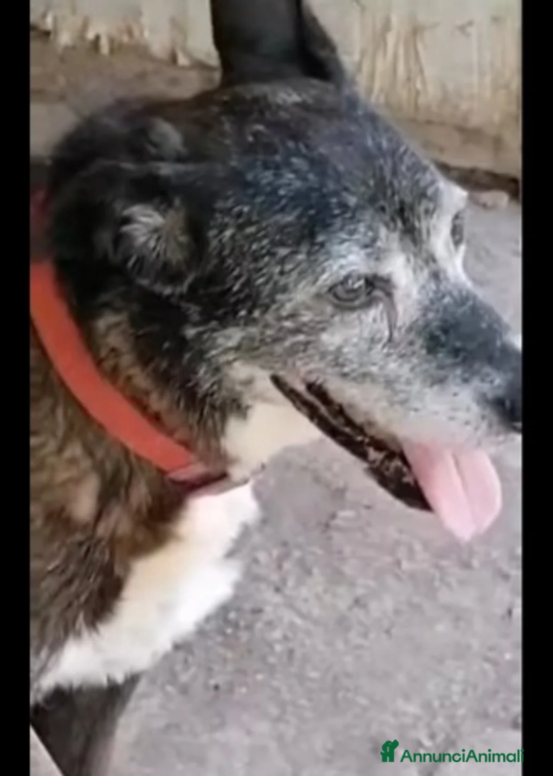 Meticcio cani in regalo: Lady 12ANNI DI CANILE..CHI PUÒ SALVARLA? NAPOLI a Città metropolitana di Milano - Annuncio 2