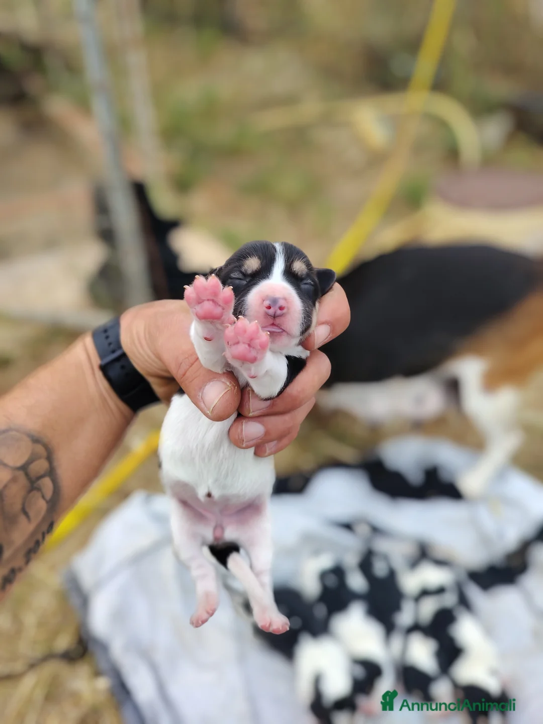 Beagle cani in vendita: Beagle - Annuncio 2