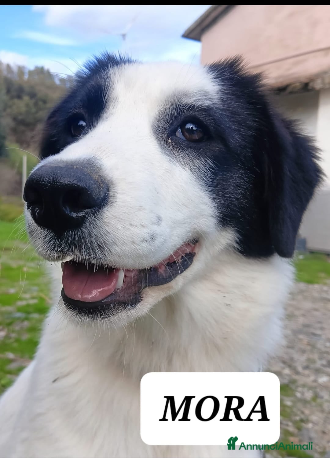 Meticcio cani in regalo: Mora bella tranquilla dolcissima - Annuncio 8