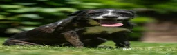 Meticcio cani in regalo: SASHA ENNESIMA RINUNCIA DI PROPRIETA', IN ADOZIONE - Annuncio 3