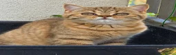 British gatti in vendita: Scottish Straight con Pedigree  - Annuncio 2