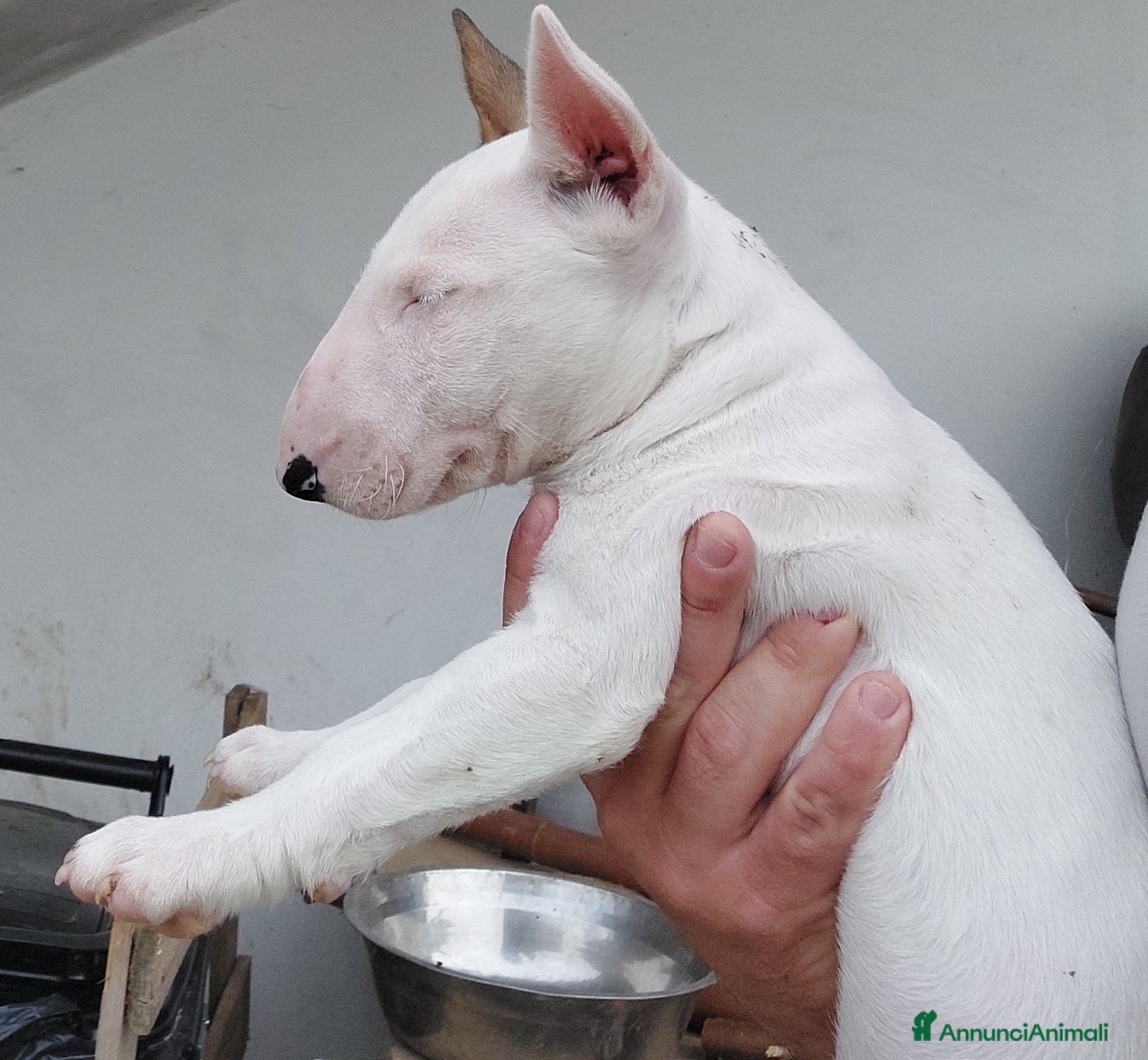 Bull Terrier cani Cuccioli Bull Terrier linea selezionata - Annuncio 1
