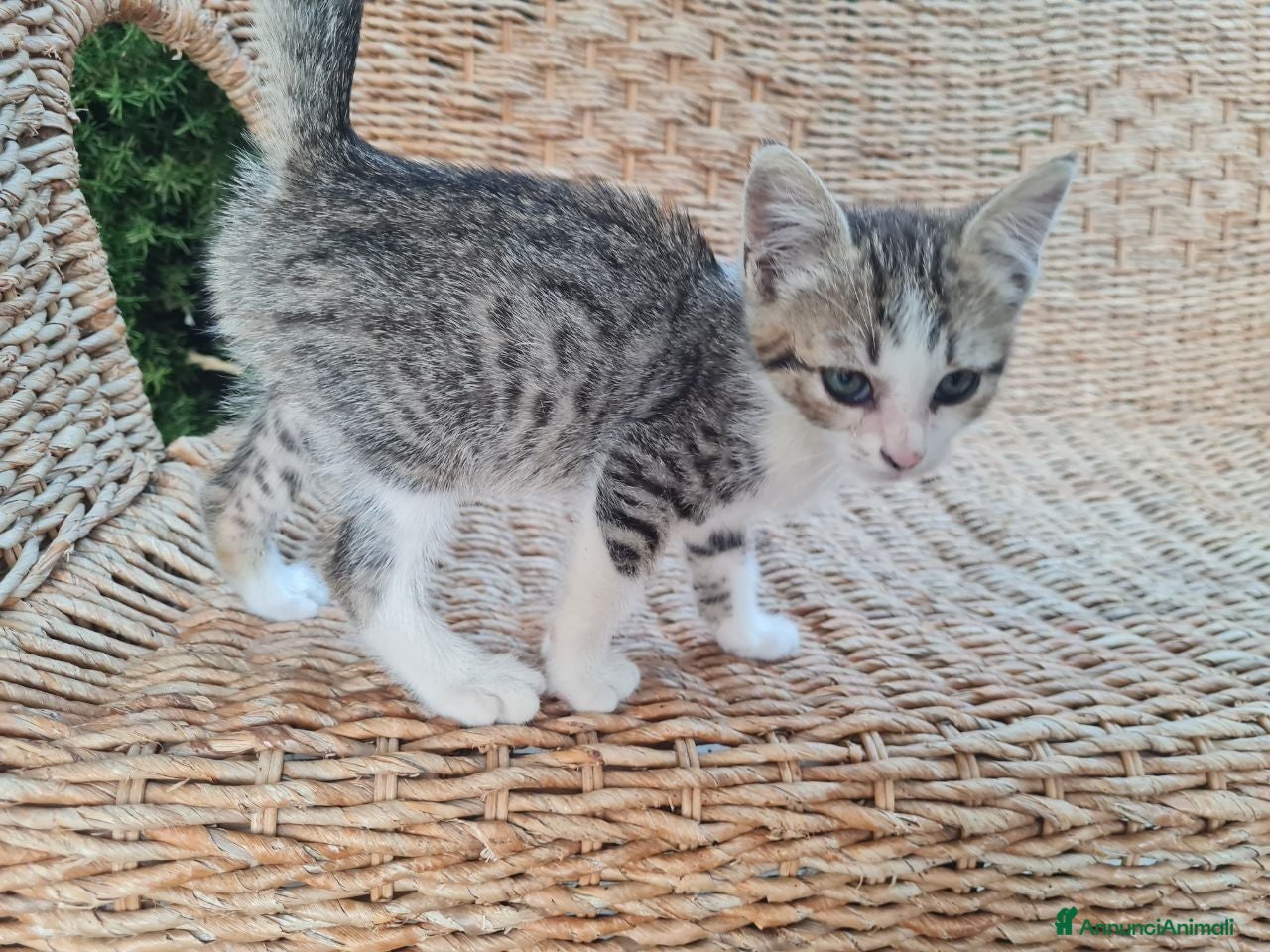 Altre razze cani Gattino di 3 mesi cerca casa - Annuncio 19
