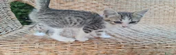 Altre razze cani in regalo: Gattino di 3 mesi cerca casa - Annuncio 1