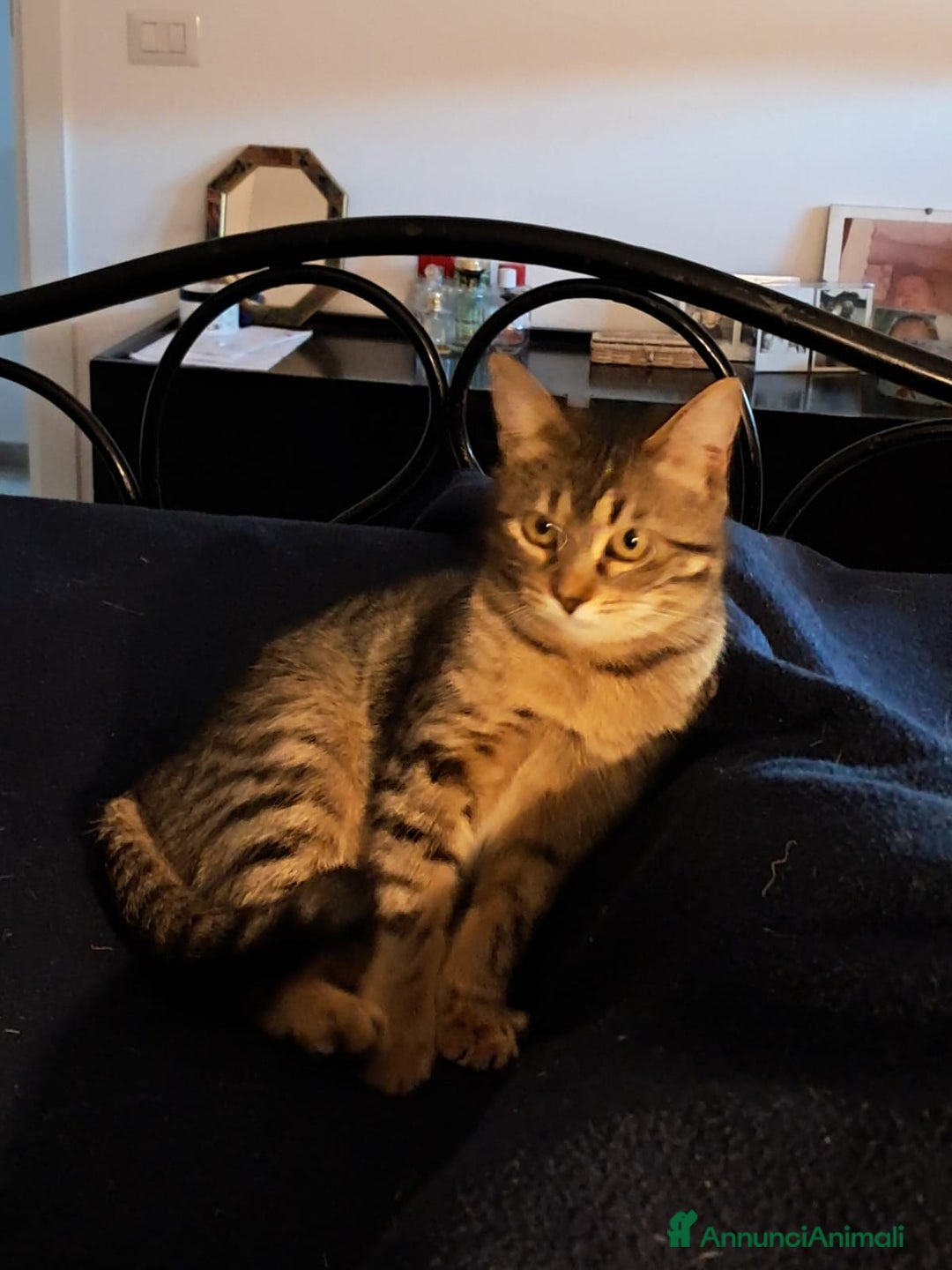 Europeo gatti in regalo: Ombra tigratina - Annuncio 4